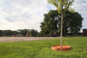 tree pan | parks | more efficiently retain moisture when watering trees