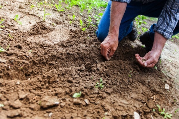 Gardening for Seniors